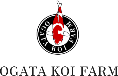 Ogata Koi Farm Co., ltd.