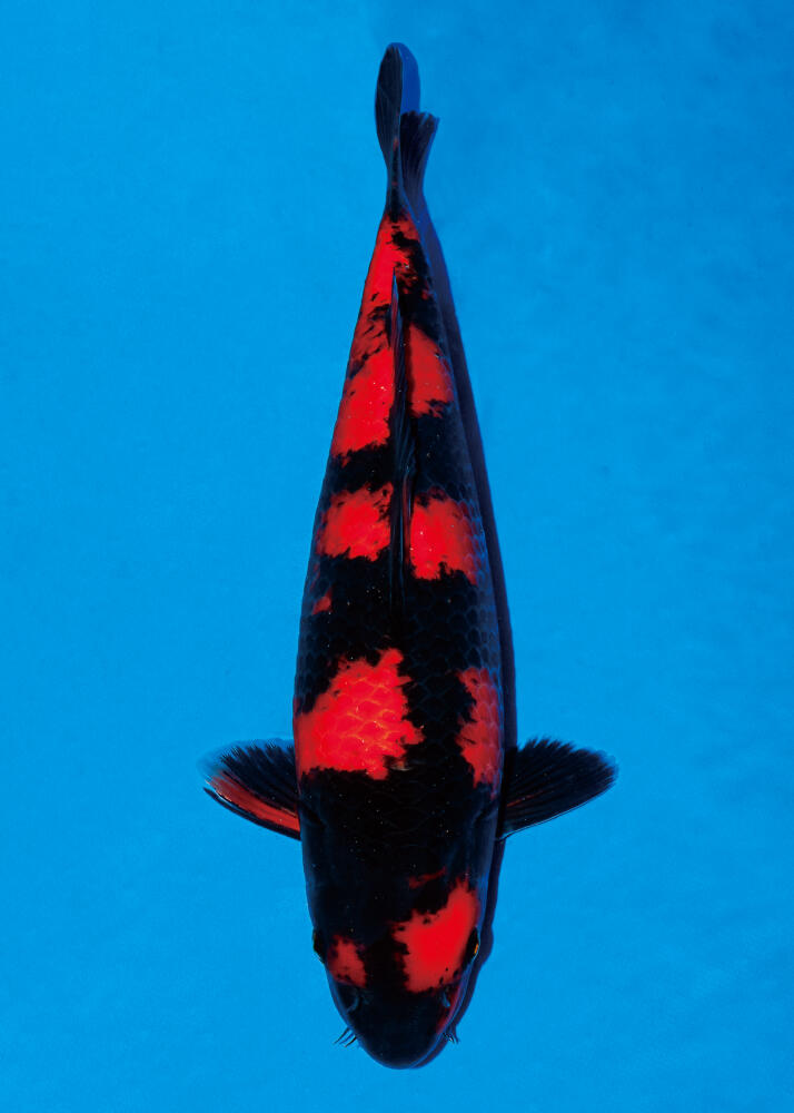 The 11th International Junior Koi Show