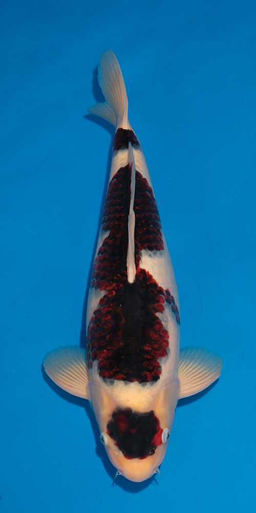 Kyusyu Young Koi Show 2025