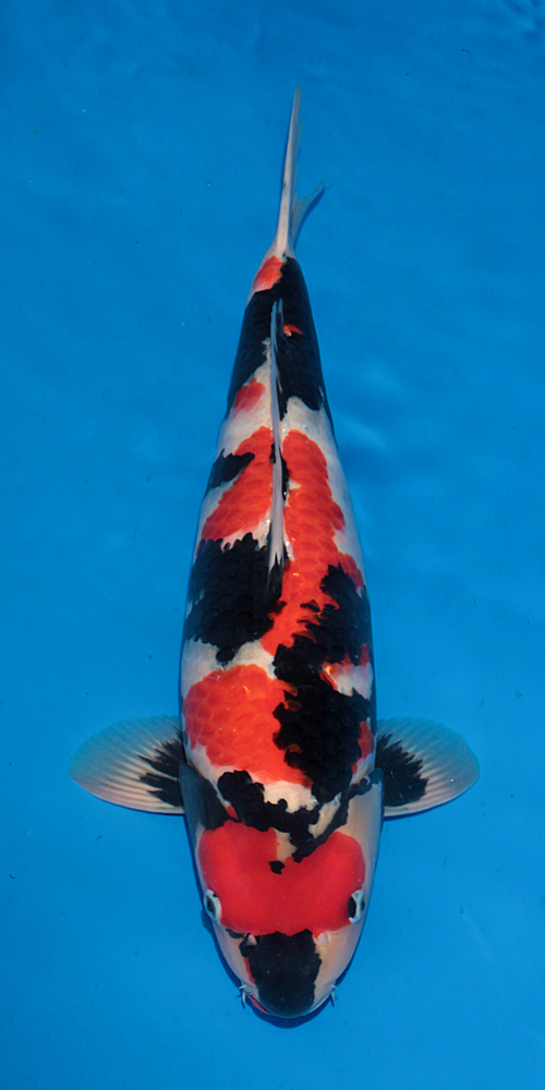 Kyusyu Young Koi Show 2025