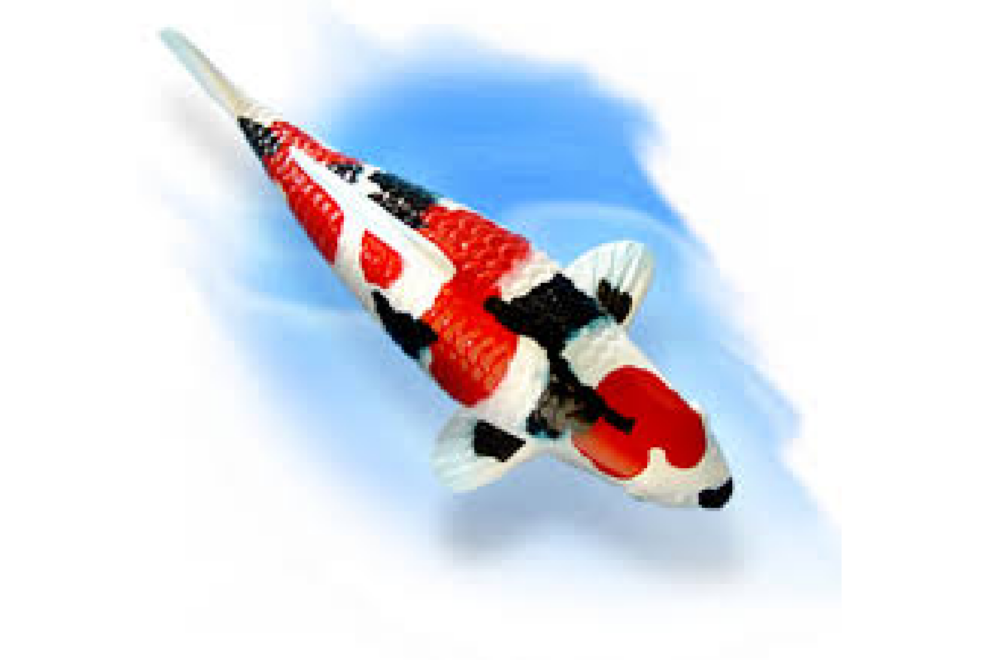 MAX KOI FARM