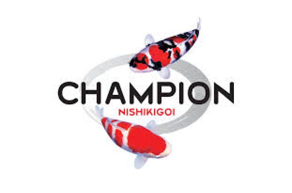 Champion Nishikigoi