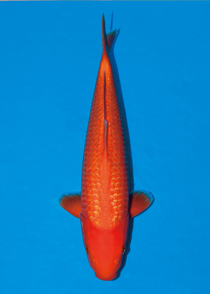 The 11th International Junior Koi Show