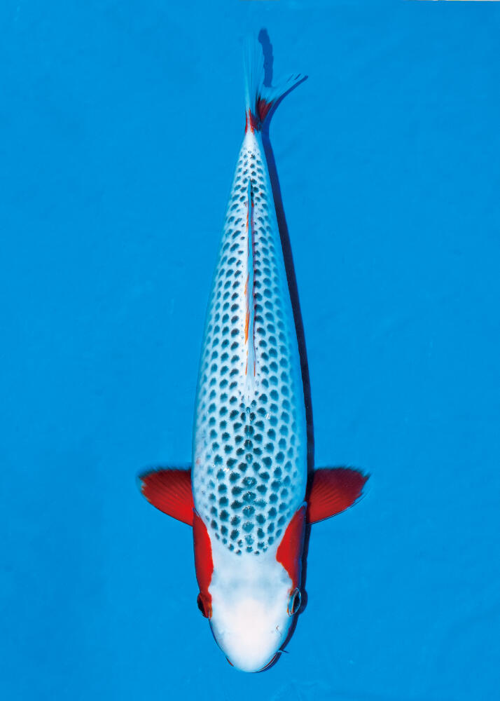 The 11th International Junior Koi Show
