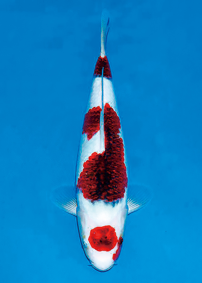 The 11th International Junior Koi Show