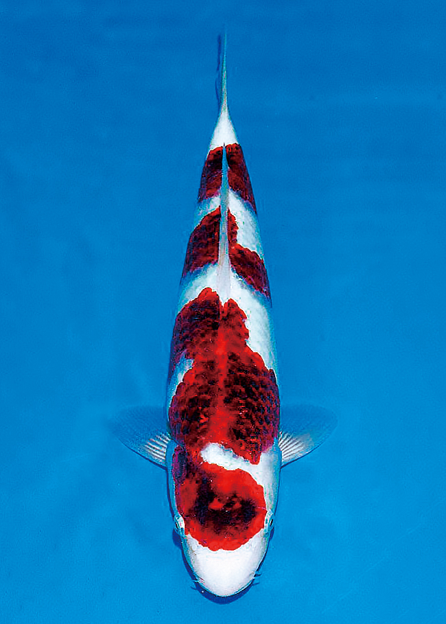 The 11th International Junior Koi Show
