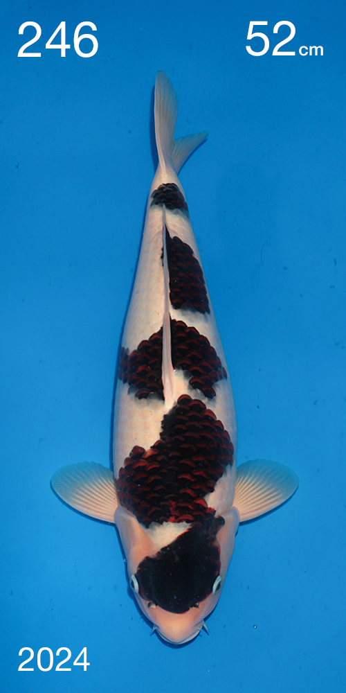 All Japan Young Koi Show 2025