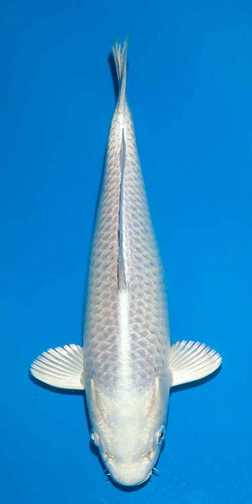 All Japan Young Koi Show 2025