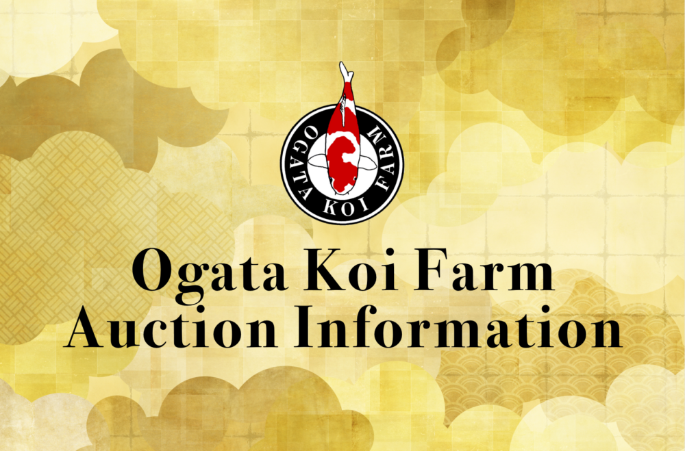 We've just listed some Koi for sale on April online auction!
